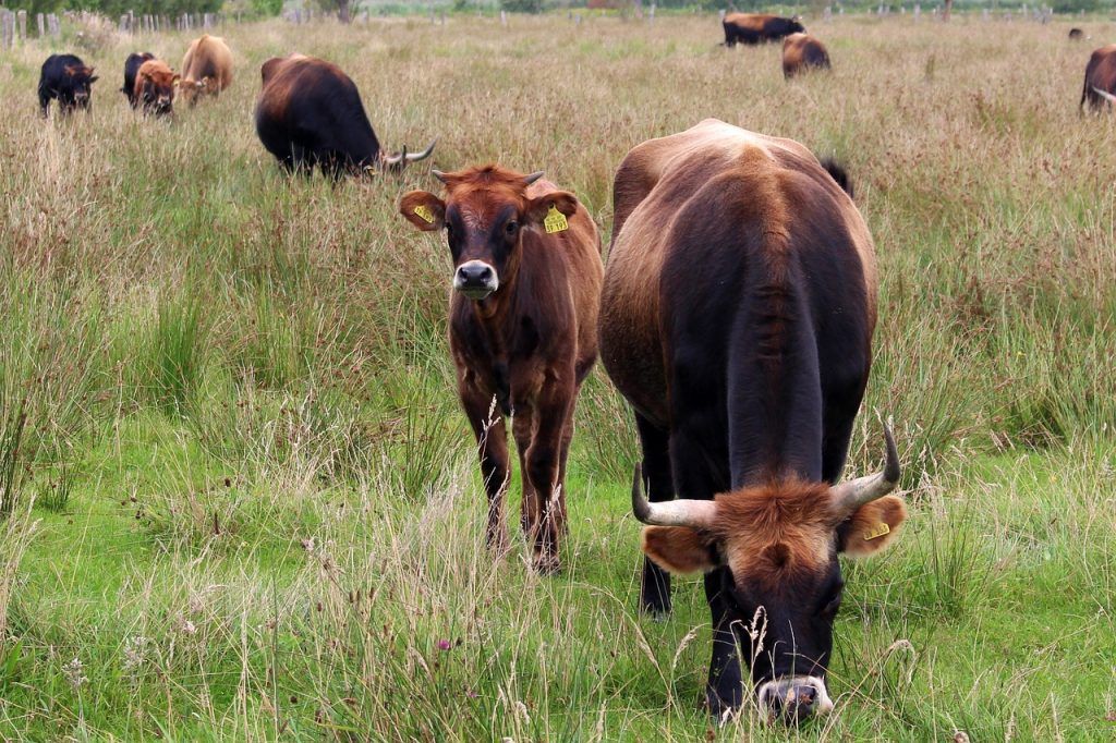 vaca pastando